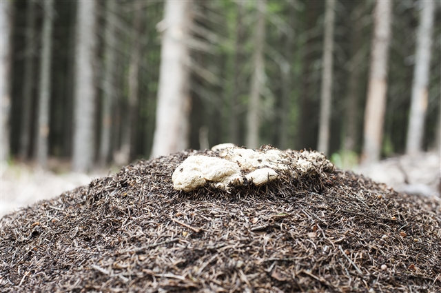 funghi bianchi su un formicaio